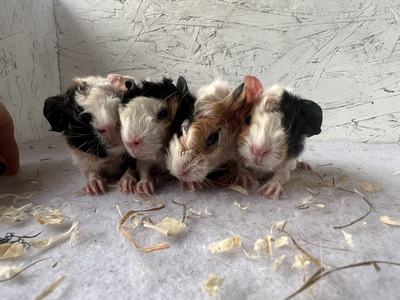 Shine X Elko (Kopie)