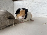 Theo (2) (Kopie)