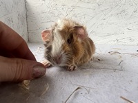 Valerian (2) (Kopie) Valerian (2) (Kopie)