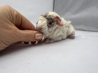 artemis (2) (Kopie) artemis (2) (Kopie)