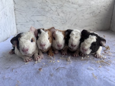 ascina X Monte (Kopie)