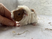 astronaut (2) (Kopie)