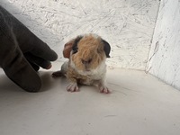 bastian (3) (Kopie)