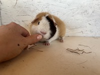 bueno (2) (Kopie)1 bueno (2) (Kopie)1