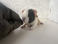 bueno (3) (Kopie)