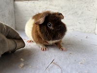 campino (3) (Kopie) campino (3) (Kopie)