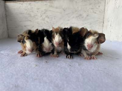 cassini X allegro (Kopie)