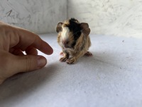 cassiona (3) (Kopie)