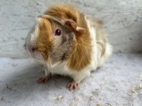cherie (1) (Kopie)