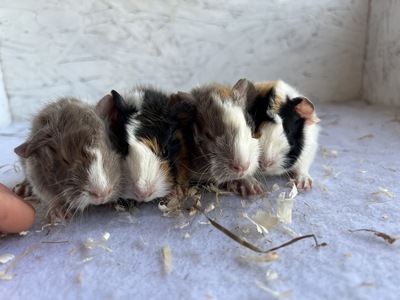 cherie X xolino (Kopie)