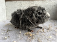 crocket (2) (Kopie)1