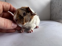 cute Sue (3) (Kopie)