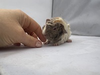 devino (2) (Kopie) devino (2) (Kopie)