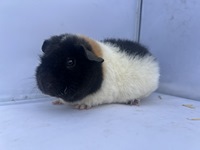 dinja (3) (Kopie)