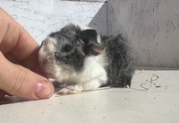 dolce (Kopie) dolce (Kopie)