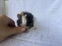 elyas (2) (Kopie)1