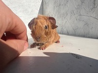 emilio (Kopie)