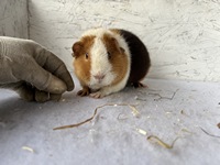 fanny (2) (Kopie) fanny (2) (Kopie)