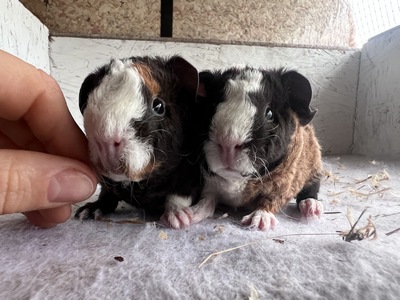 grazie X campino (Kopie)