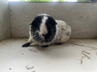 kleiner Onkel (Kopie)