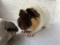 knallbonbon (1) (Kopie) knallbonbon (1) (Kopie)