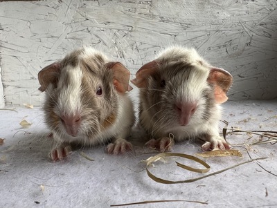 lemontarte X nevio (Kopie)