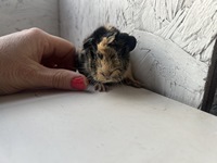 lotte (4) (Kopie) lotte (4) (Kopie)