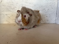 luisa (2) (Kopie)1