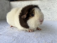 milchknnchen (4) (Kopie)