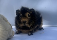 moritz (Kopie)1 moritz (Kopie)1