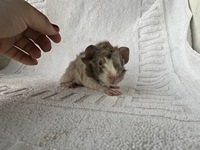 nesquick (2) (Kopie)