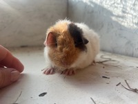 nikita (1) (Kopie) nikita (1) (Kopie)