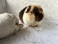 titus (1) (Kopie) titus (1) (Kopie)