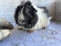 toscino (3) (Kopie)1